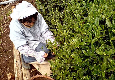 2006年茶摘み風景：天候にも恵まれ絶好の茶摘み日和の中、熟練の茶摘みさんにより一葉一葉丁寧に摘み取られていきます。
