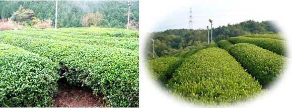 完全無農薬栽培・あさみや茶：先人が築き伝えた自然な栽培に回帰した茶畑