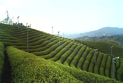 山に囲まれ、斜面一面に広がる完全無農薬栽培・あさみや茶の茶畑,標高300mから400mの高地で、年間の温度差が大きく川筋に霧が発生しやすいなど、茶づくりに最高の条件