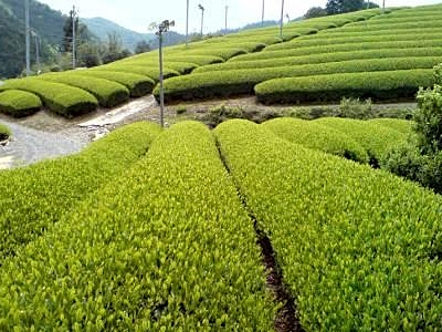 恵まれた気候・風土のもとで比類なき香味をもつ『朝宮茶』の伝統を育む茶畑